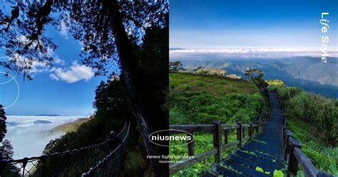 適合放廁所的植物|探索阿里山 步道踏青趣